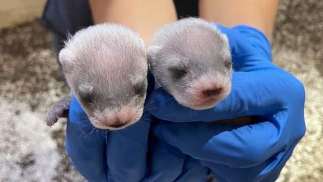 These Ferrets Are a Marvel in More Ways Than One