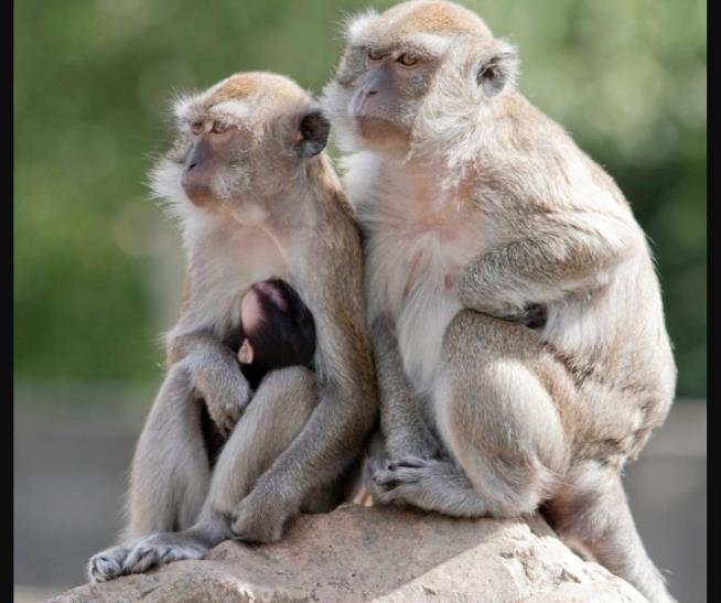 40 Monkeys Escape SC Research Facility