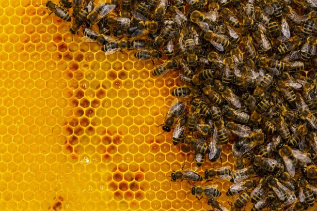 Bees Complicate Meta's Nuclear-Powered AI Plans