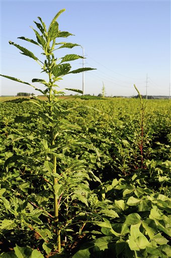 'The Weeds Have Caught Up to Us'