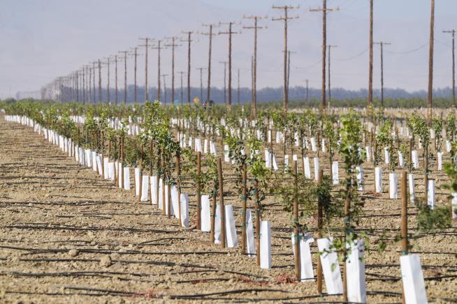 In California, an 'Explosion' in Pistachios