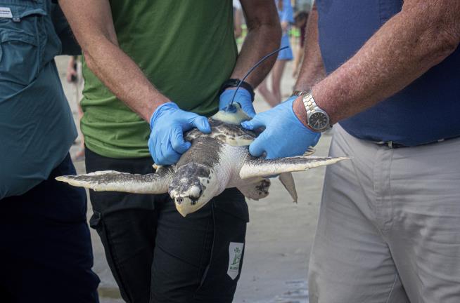 Wayward Sea Turtle Receives Improbable Rescue