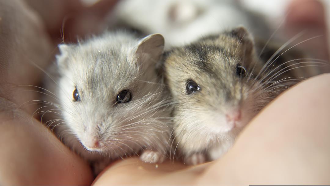 Rankings of Hamsters Make a Spoil for It on Flight