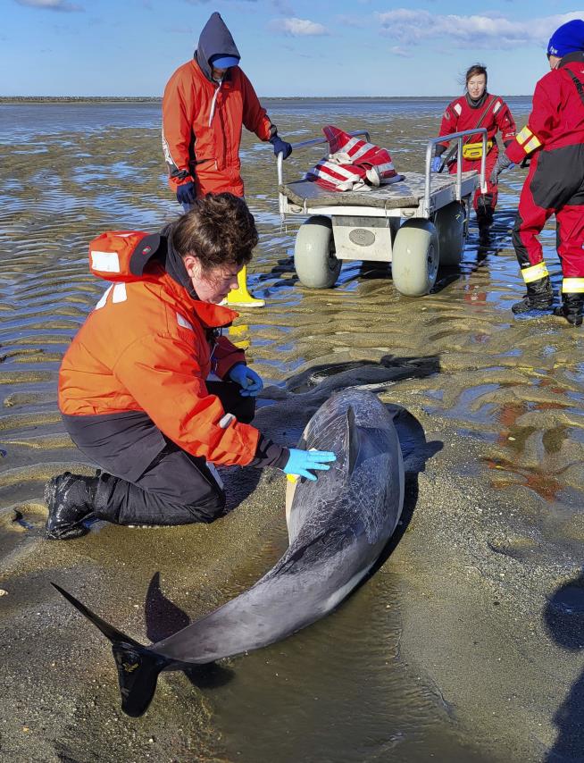 On Cape Cod, a Historically Bad Year for Beached Dolphins