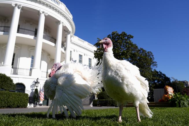 Biden Pardons His Last Turkeys