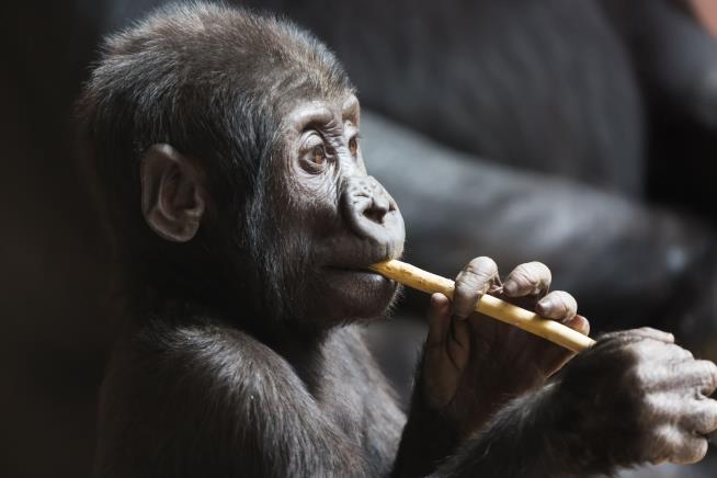 Gorilla Fatally Struck by Zoo Door