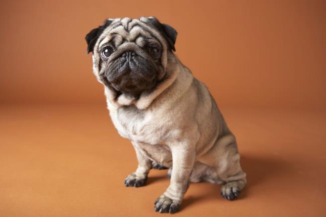 It's a Big First for Pugs at National Dog Show