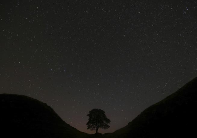 Trial Begins for Felling of Iconic Sycamore Gap Tree