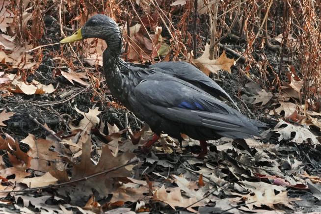 Oil Spill in Boston River Soaks Wildlife