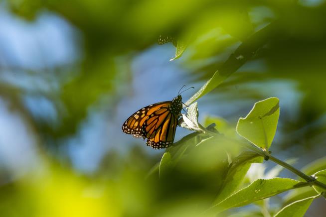 Feds Move to Protect Monarch Butterfly