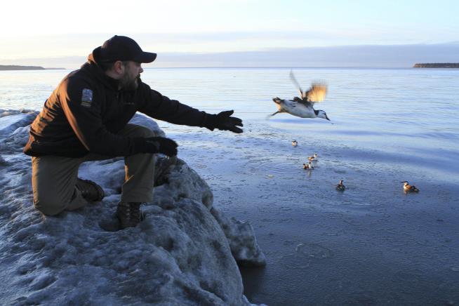 Bird Deaths Caused by 'Blob' Were 'Way Worse' Than Thought