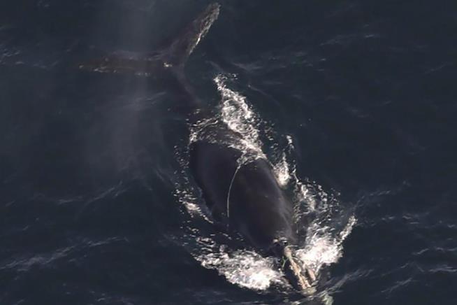 Endangered Whales Entangled Off Massachusetts Face Grim Fate