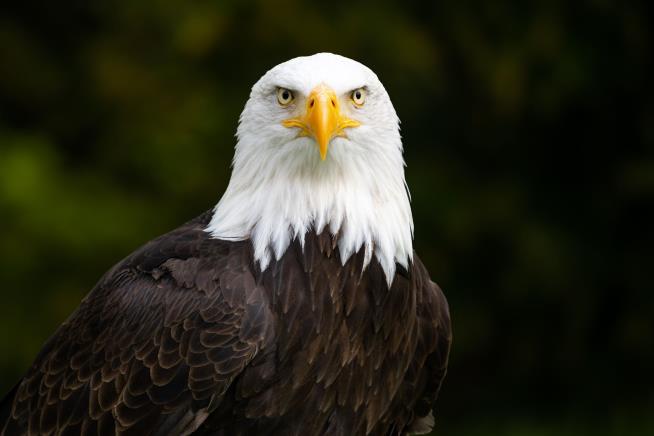 Finally, Something Congress Can Agree On—the Bald Eagle