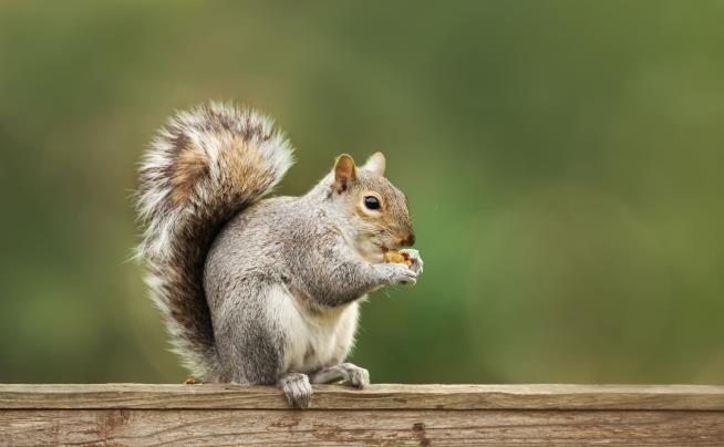 Squirrels Turn Out to Be Murderous Carnivores