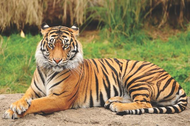 Big Cats Drop Dead of H5N1 at Sanctuary