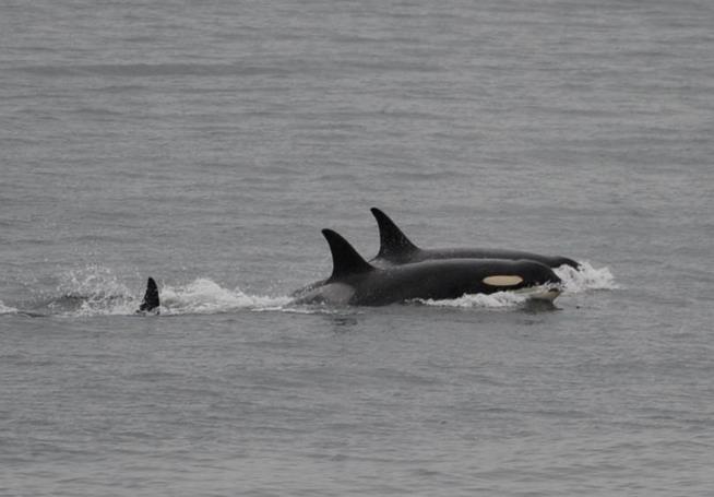 Orca Who Carried Dead Calf Gives Birth to Another