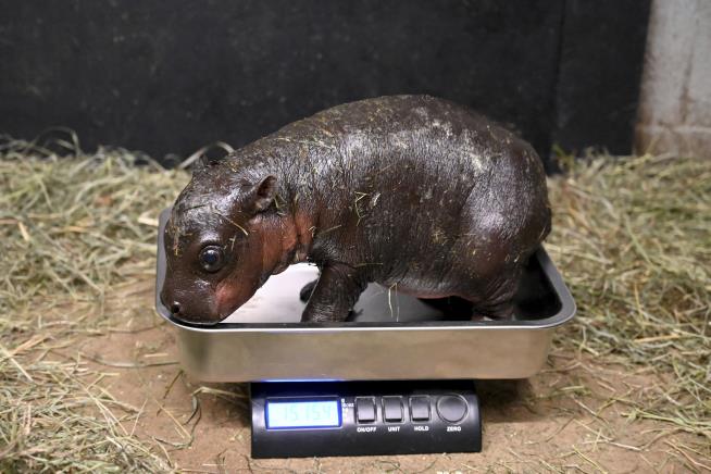 Virginia Zoo Welcomes Newborn Pygmy Hippo