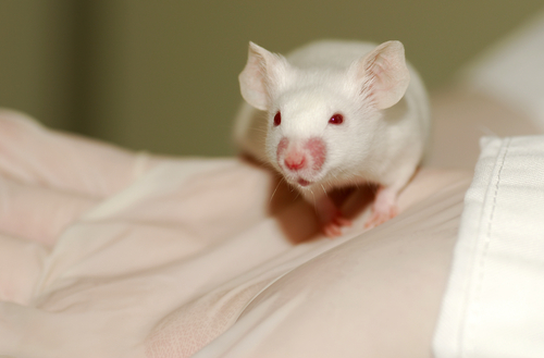 Genetic Therapy Reverses Heart Disease in Mice