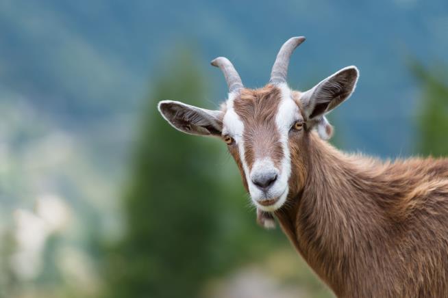 Texas Girl Arrested After Rival's Goat Drops Dead