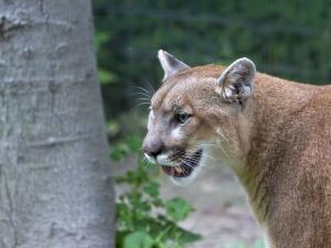 Uncle of Brothers Attacked by Mountain Lion Speaks Out