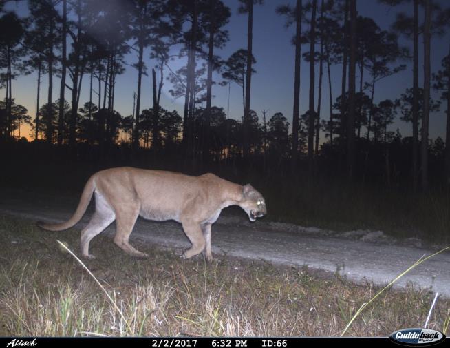 Biggest Threat to Florida Panthers: Drivers