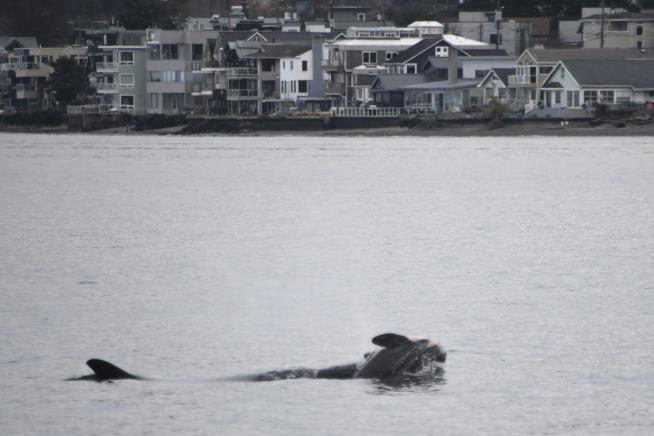 Devastating Update for Orca Mom Who Carried Dead Calf