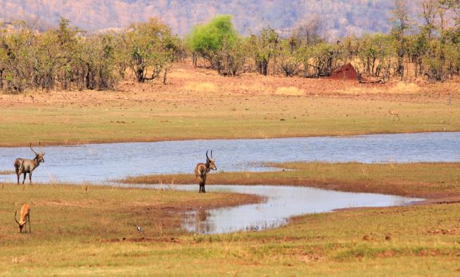 Boy, 8, Survives 5 Days in Game Park Inhabited by Lions