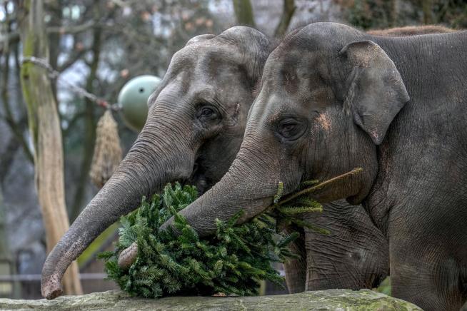 Zoo's Elephants and Giraffes Enjoy Christmas Tree Feast