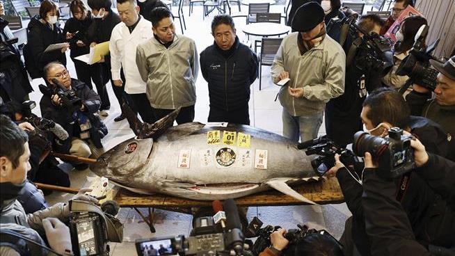 Fish as Big as a Grizzly Sells for $1.3M