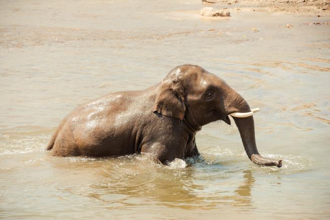 Tourist Killed by Elephant She Was Bathing