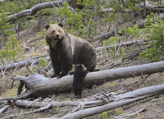 Feds Decline to Lift Grizzly Bear Protections