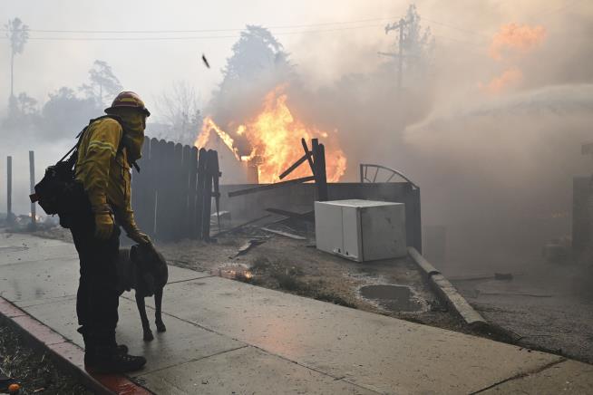 Thousands of LA Pets Are Now Homeless, Too