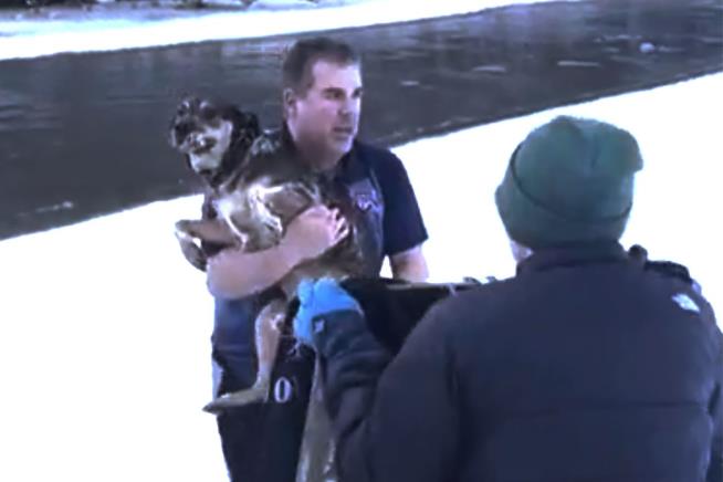 Heroic Rescue: Vermont Man Saves Dog From Icy River