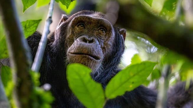 When One Chimpanzee Pees, Another Might Follow