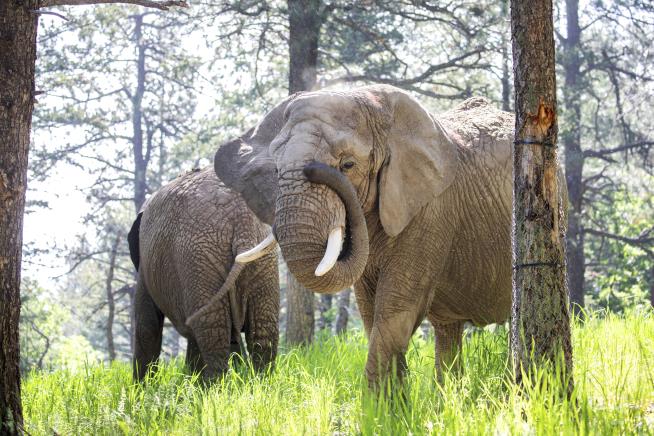 5 Elephants Lose Colorado Court Case