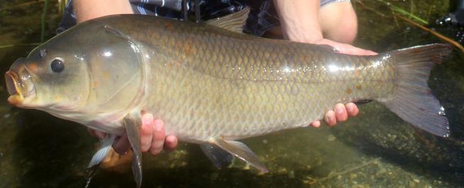 Most of These Giant Fish Were Alive During WWII