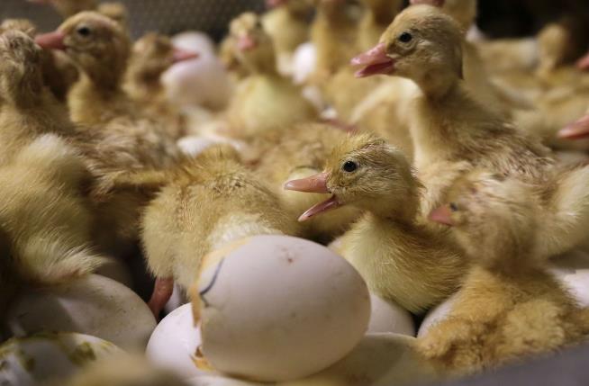 Long Island's Last Duck Farm Culls Entire Flock