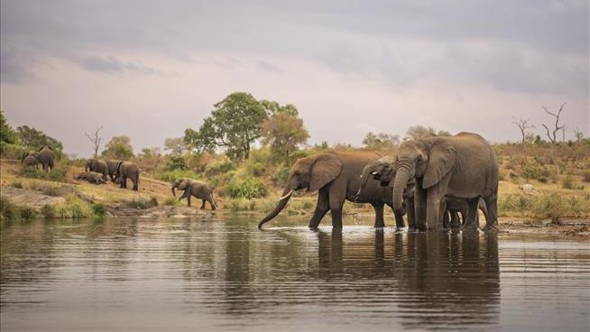 Tourist Trampled by Elephant While Trying to Protect Kids