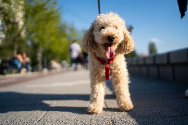 The 10 Best Cities for Pets