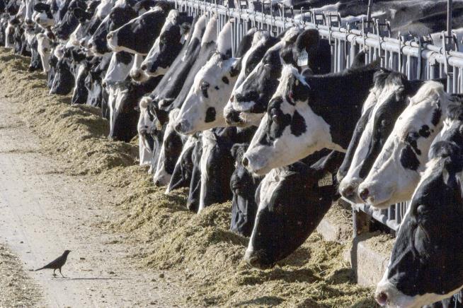 2nd Form of Bird Flu Spreads to Cows