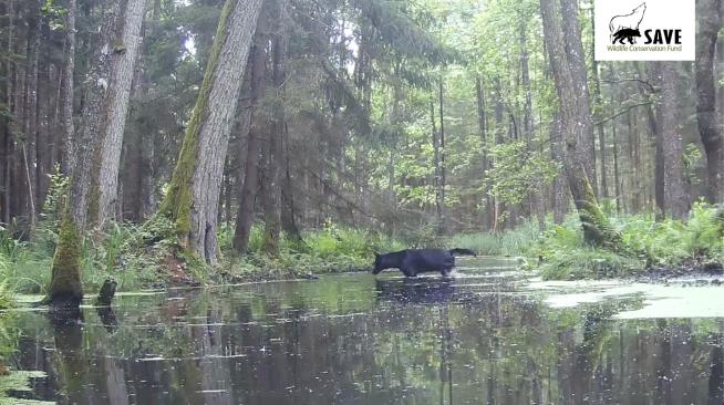 Rare Black Wolves Filmed in Polish Forest