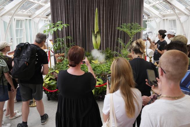 Corpse Flowers Are Blooming Like Mad in Australia