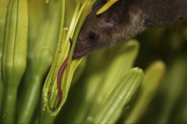 Using Saliva, Scientists Track Rare Bats