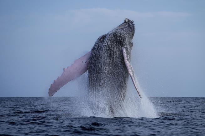 Whale Songs Follow a Basic Rule of Language