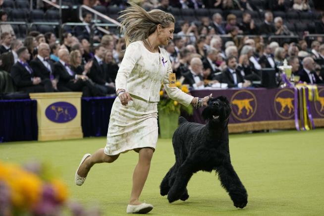 After Coming Close 2 Times, Monty Finally Wins Westminster