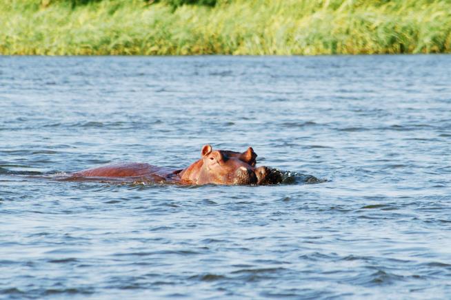 NJ Man Sues After Hippo Kills Wife on Safari