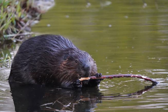 Beavers Save Czech Taxpayers $1.2M