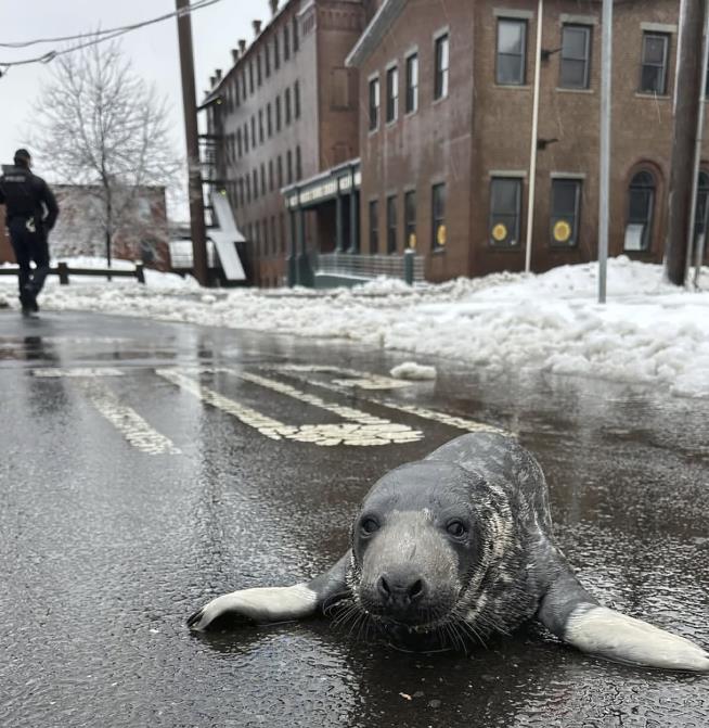 Baby Seal Found Wandering Streets of New Haven