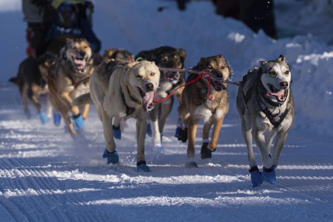 Iditarod Race Start Moved Due to Lack of Snow