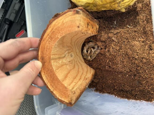 Venomous Snake Turns Up in NH Store's Bananas